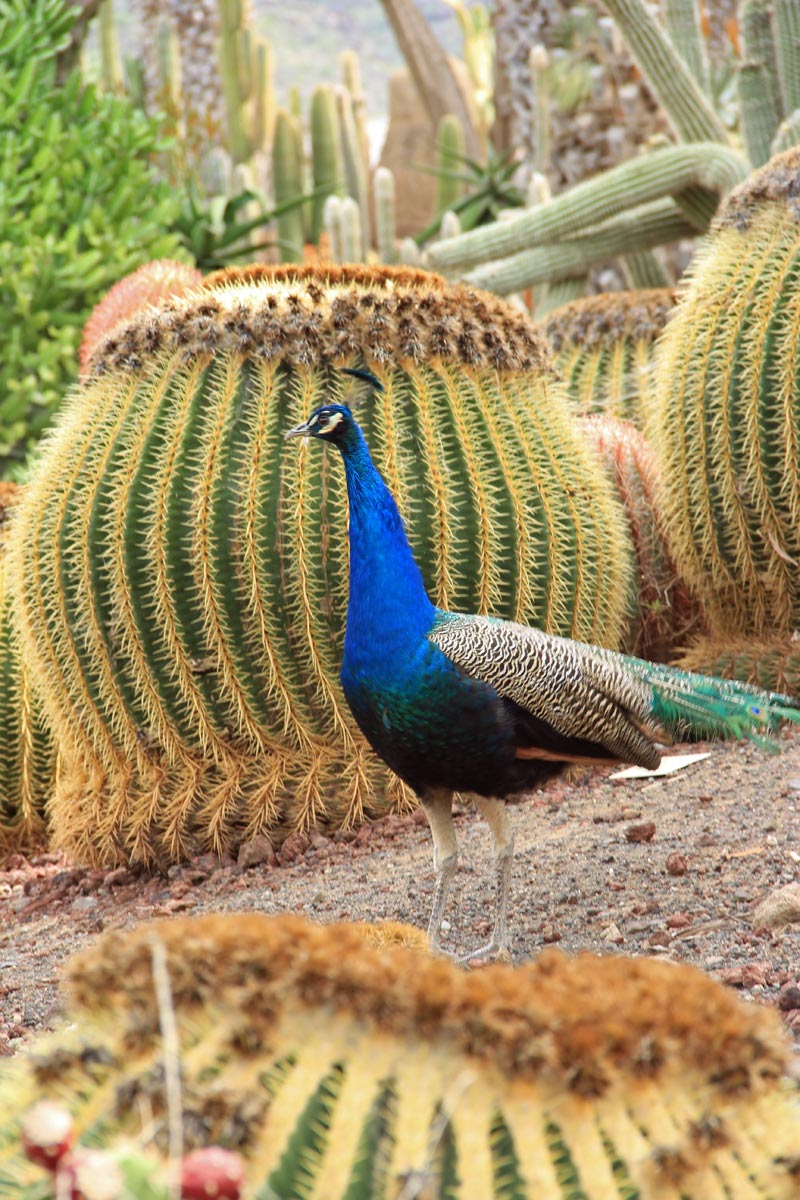 GIARDIN DE CACTUS di Gran Canaria